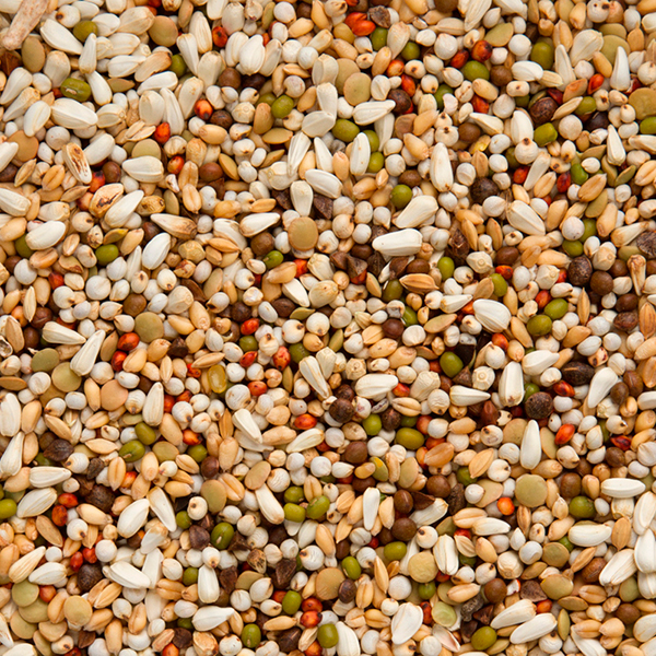 004424_zoontjens-geel.jpg Beyers Premium Wal Zoontjens Yellow - 20+2kg