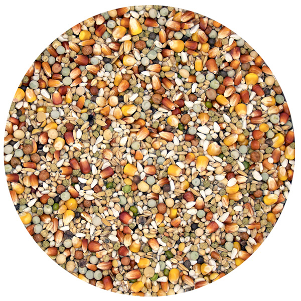 Versele-Laga I.C. +Champion PROMO - 20+2kg