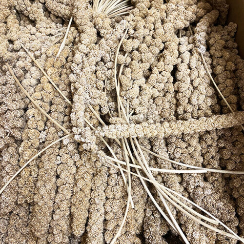 Sárga Fürtös Köles - 15kg