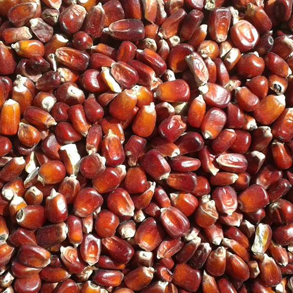 piros_kukorica_01.jpg Bordó Kukorica - 5kg